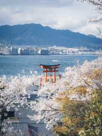 【おすすめ桜スポット】宮島厳島神社