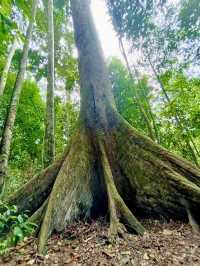 🌿 Tawau Hills Park: Waterfalls, Wild Hikes & a Monkey Surprise! �