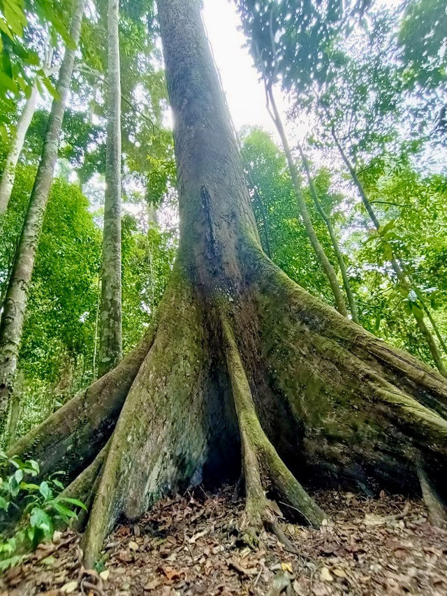 🌿 Tawau Hills Park: Waterfalls, Wild Hikes & a Monkey Surprise! �