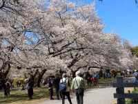 小石川植物園，東京大學附屬的賞櫻秘境