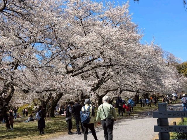 小石川植物園，東京大學附屬的賞櫻秘境