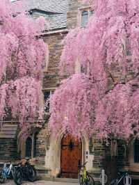 Princeton in Bloom: A Springtime Stroll Through Ivory Towers and Petals