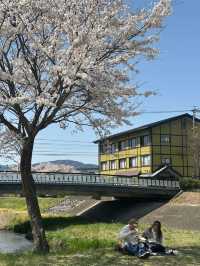 🌸 The Ultimate Cherry Blossom Route in Northern Kyushu 🌸