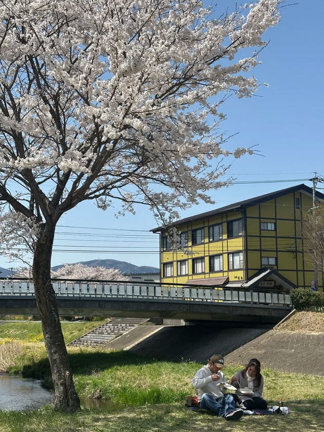 🌸 The Ultimate Cherry Blossom Route in Northern Kyushu 🌸