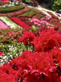 Springtime Bliss at Mimuroto-ji Temple’s Hirado Azalea Garden