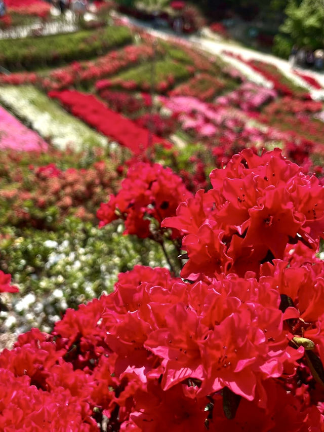 Springtime Bliss at Mimuroto-ji Temple’s Hirado Azalea Garden