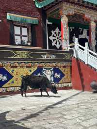 Tagong is the off the grid Tibet perfect site!