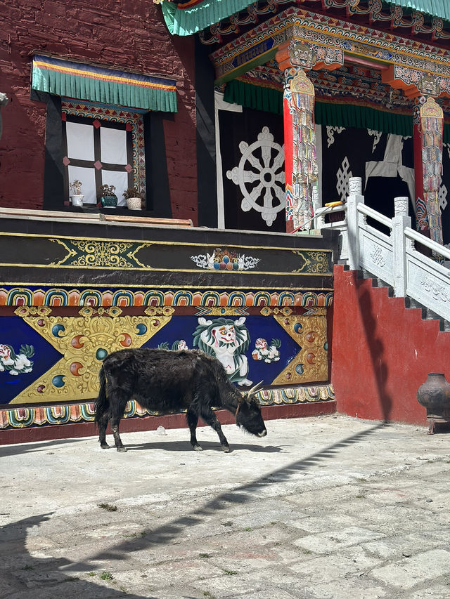 Tagong is the off the grid Tibet perfect site!