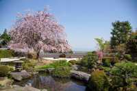 🌸 "Oharano Shrine: Kyoto’s Best-Kept Secret for Cherry Blossom Perfection" 🌸