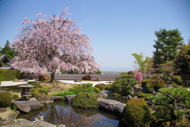 🌸 "Oharano Shrine: Kyoto’s Best-Kept Secret for Cherry Blossom Perfection" 🌸
