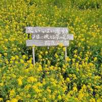 菜の花のじゅうたんと青い海