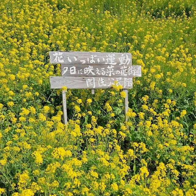菜の花のじゅうたんと青い海