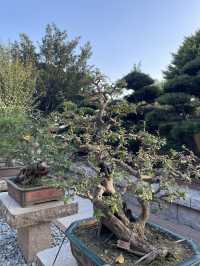 A scenic classical garden in Hong Kong you can’t miss…