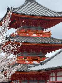 🌸 Kyoto's Ultimate 3-Day Cherry Blossom Chase Itinerary 🌸