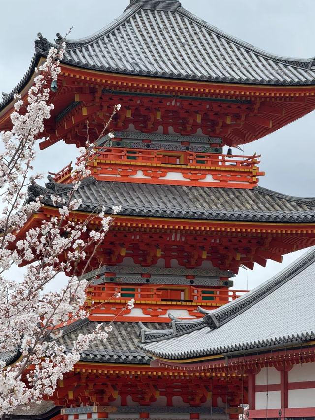 🌸 Kyoto's Ultimate 3-Day Cherry Blossom Chase Itinerary 🌸