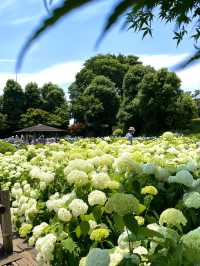 【埼玉】菖蒲と紫陽花が見られる穴場スポット
