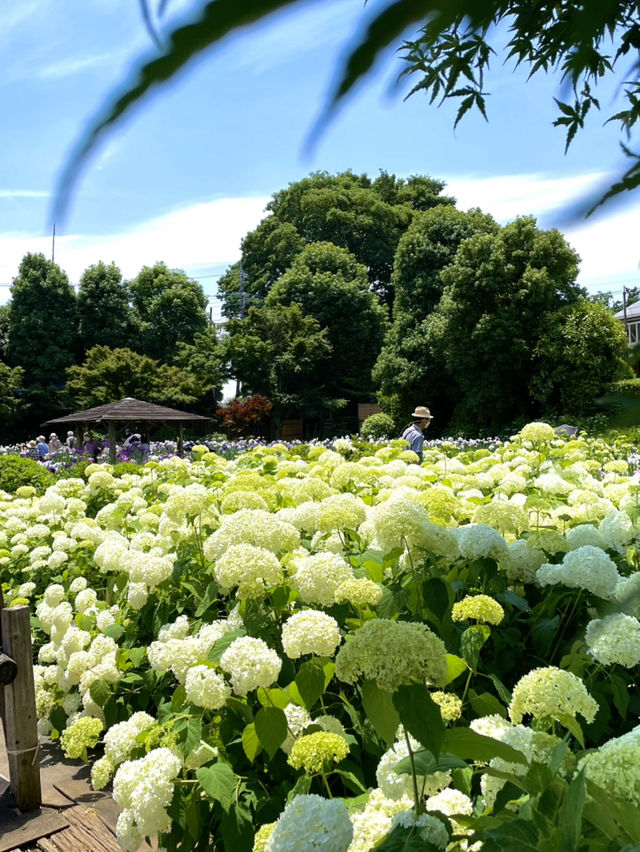 【埼玉】菖蒲と紫陽花が見られる穴場スポット