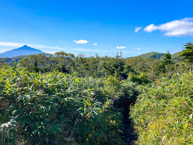 島のてっぺんへ！礼文岳から絶景と花畑トレッキング