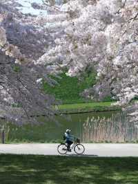 🇩🇰 Copenhagen Cherry Blossom Guide 🌸