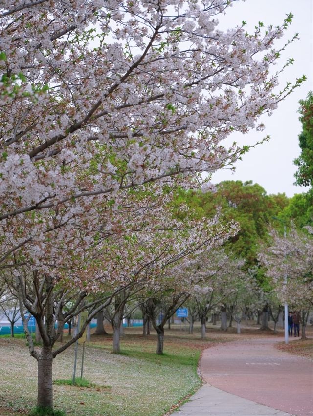 Muyan Riverside Cherry Blossoms, Nanjing's Longest Riverside Sakura Promenade