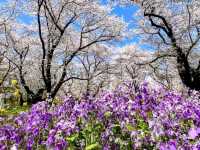 東京賞櫻-百花齊放的國營昭和紀念公園