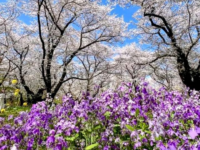 東京賞櫻-百花齊放的國營昭和紀念公園