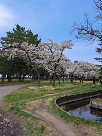 “Petal Dreams in the North: Aomori’s Sakura Symphony”
