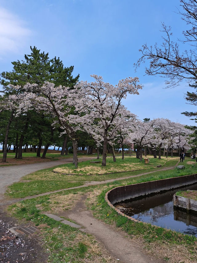 “Petal Dreams in the North: Aomori’s Sakura Symphony”