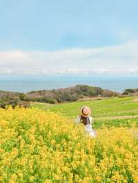 【淡路島】一年中お花を楽しめる楽園🩵🌼