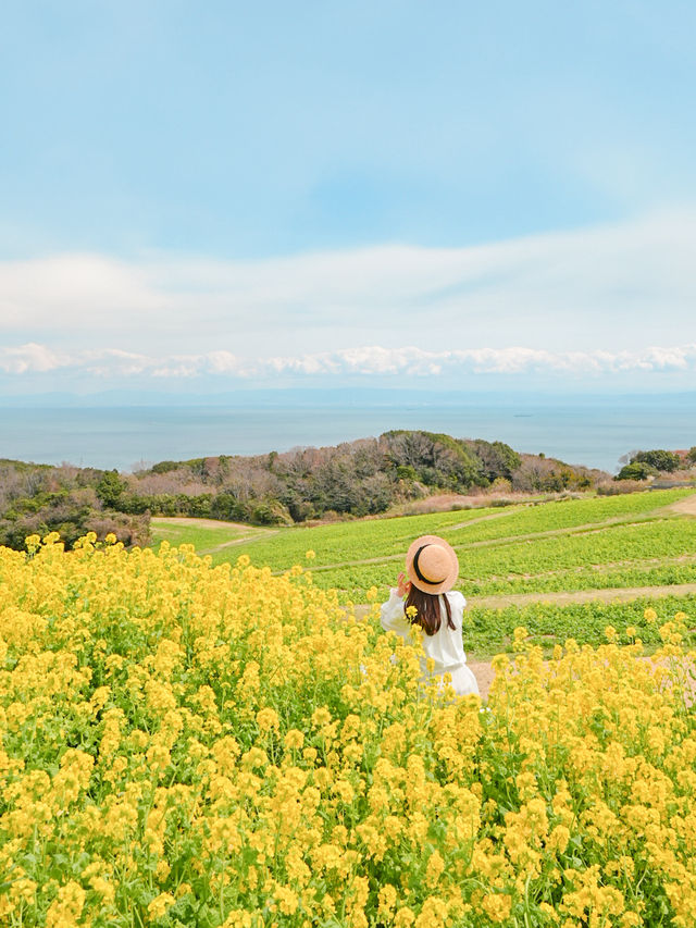 【淡路島】一年中お花を楽しめる楽園🩵🌼