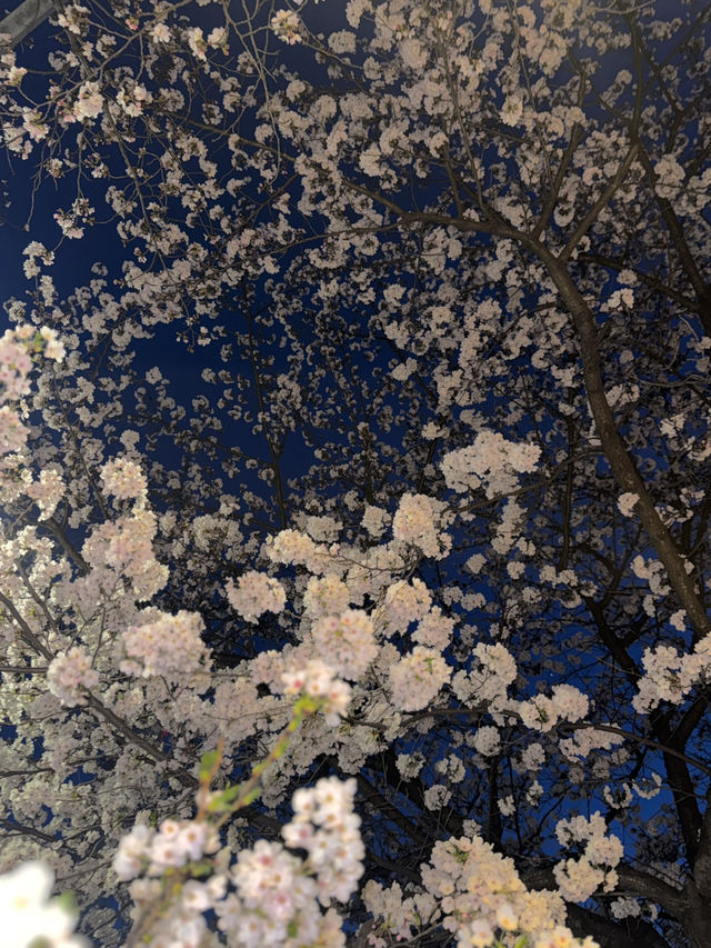 서울 벚꽃 명소 추천, 합정 벚꽃 명당 정리