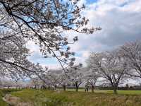 粉色櫻花與鮮黃油菜花交織的春日美景---福岡縣草場川櫻花並木