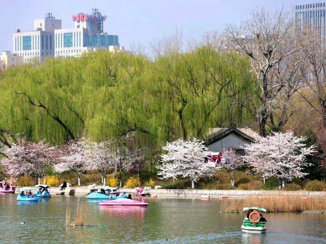 Cherry Blossom at Yuyuantan Park, Beijing