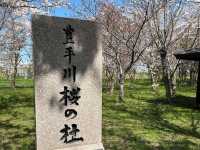 札幌近郊賞櫻秘境---豊平川桜の杜
