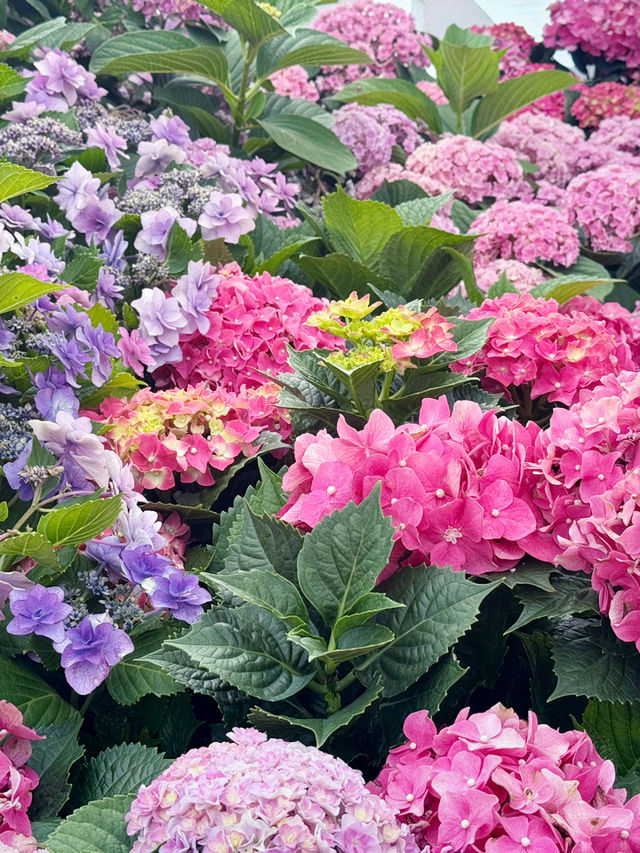 香港｜屯門黃金海岸繡球花節