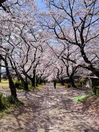 The Forgotten Sakura Path: Enōji Temple’s Secret Canopy