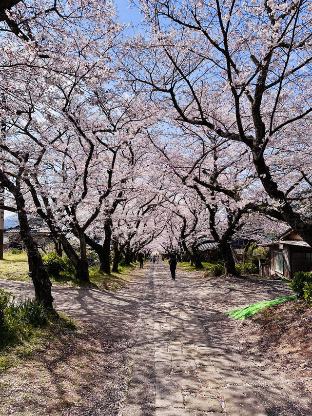 The Forgotten Sakura Path: Enōji Temple’s Secret Canopy