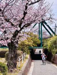 Petals & Pedals: The Secret Sakura Cycle Path Along Tafuse River