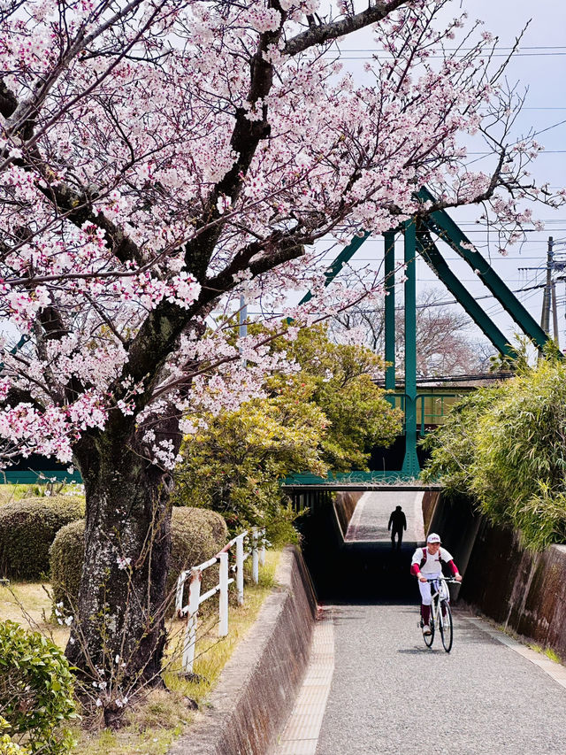 Petals & Pedals: The Secret Sakura Cycle Path Along Tafuse River