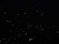 日踏桐花毯，夜數螢火星的西湖渡假村