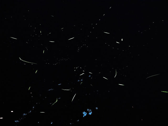 日踏桐花毯，夜數螢火星的西湖渡假村