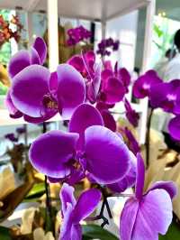 Afternoon Tea in Bloom: The Orchid Conservatory at The Majestic Hotel Kuala Lumpur 