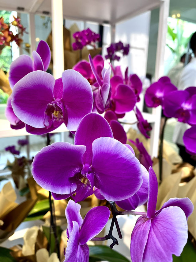Afternoon Tea in Bloom: The Orchid Conservatory at The Majestic Hotel Kuala Lumpur 