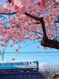 Japan | The Cherry Blossoms You’ve Seen in Anime are Real! 🌸✨