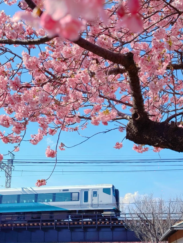 Japan | The Cherry Blossoms You’ve Seen in Anime are Real! 🌸✨