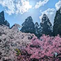 Temple that Big, Chill, and Super Scenic