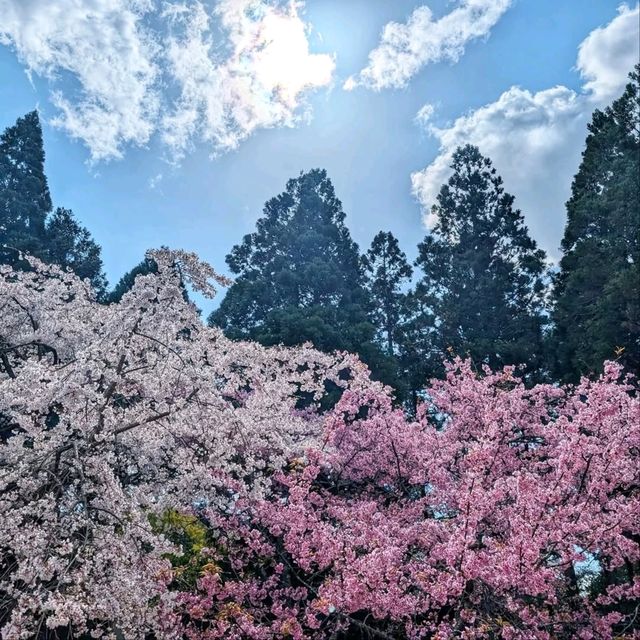 Temple that Big, Chill, and Super Scenic