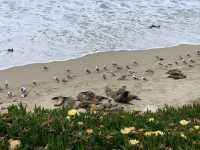 A Moody Magic Day in La Jolla: Seals, Seagulls, and Serene Beauty
