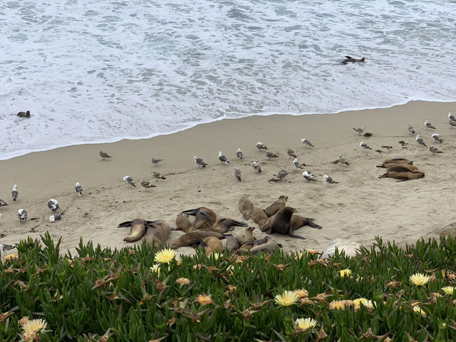 A Moody Magic Day in La Jolla: Seals, Seagulls, and Serene Beauty