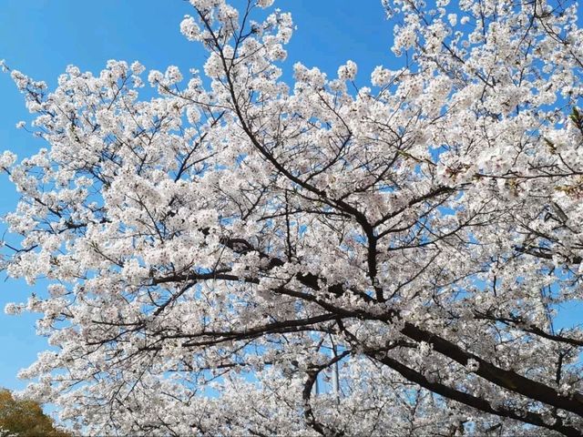 A Hidden Cherry Blossom Spot in Osaka